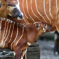 ボンゴのいる動物園は 飼育展示動物園とボンゴ情報まとめ アリエスコム Ariescom Jp