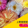 【2021年10月】上野東照宮ぼたん苑「秋のダリア鑑賞」