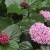 紫陽花