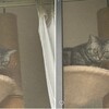 猫、うさんくさそうに外を見る。子カマキリ、ミニヒマワリに住みつく。