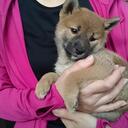 柴犬りんと初めての犬生活