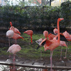 ［ 上野 ］上野動物園・カヤバ珈琲・芸大アー卜プラザ・やなぎ茶屋