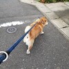 甥っ子の引っ越し。