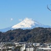 鎌倉から富士山を望む　妙法寺の裏山から富士山を眺めて，清々しい気持ちでかえってきました．苔階段でよく知られる妙法寺は，お隣の安国論寺と並んで，海が見える裏山をもつ寺院です．　苔階段の楓は，もともとあまり色づかない品種なのか，こんなに暮れも押し迫った時期になってようやく紅葉してきていました．富士山を展望できる護良親王（大塔宮）の墓まで，階段を二つと坂道．  ようやくたどり着いて街を見渡すと，右手彼方に富士山！