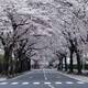日本の桜はやはり綺麗でした・東京はもう散ってますね