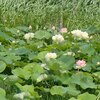舞妃蓮？＆二日間の独り言