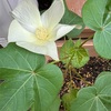 綿の花が咲いた