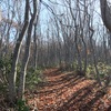 晩秋の当間山　ぶな林散歩