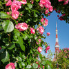 東京タワーを薔薇で囲った2021年5月の朝