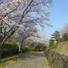 お花見日和♪