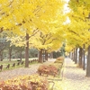 駒沢公園の秋