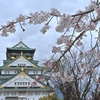 🌸大阪城の桜 開花状況