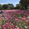  昭和記念公園のコスモス