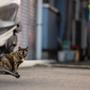 近隣繁華街のねこさん