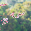 春の日の　光を浴びて　花に焦がれて