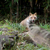 ホンドギツネ Vulpes vulpes japonica