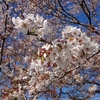 桜　その２