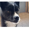 保護仔犬 蒼（あおい）の飼い主さんを募集します