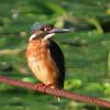 カワセミ飛び交う晩夏の公園