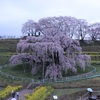 三春の滝桜　2016