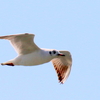 手賀沼上空をまだ飛んでいるユリカモメ