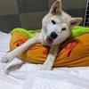 秋の夜長・・ですかねぇ