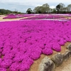 花追い旅：Flower  village  花夢の里 ②（広島県世羅郡世羅町）