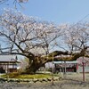 桜巡り ２　実報寺