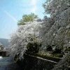 　桜4/14と花の命は短くて