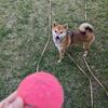 久しぶりにボール遊びの公園へ 今日の柴ちゃん314 毎日ご飯