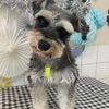 No.250605B-SYNF（シュナウザー 5歳 7.5kg ♀)