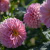 Z6II と Z24-120mm で馬見丘陵公園のダリアを