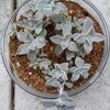 🌵食べられる多肉植物❪グラパラリーフ❫の生命力💪🌵