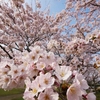 フォト・ライブラリー(523)宇部市・ときわ公園の桜2017