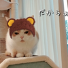 雨田甘夏、人気者です。【猫と写真と動画事情】