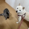第334話　みりんさん、がんばってます。