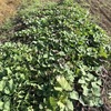 やはり雨の後になると成長を加速させる安納芋