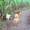 大阪府柏原市高井田で飼育されていたポニーが逃げ出し近くの畑で発見し確保