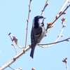 日本　2024年3月11日　文殊山の野鳥たち