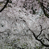 イトザクラ：糸桜