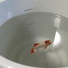 金魚が睡蓮鉢から落下して怪我をしたときにやったこと