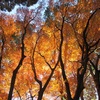 桜には朝日、モミジには夕日