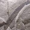 海草化石と海藻化石