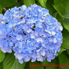 紫陽花が咲く前に梅雨が終わってしまった