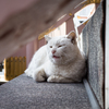 招き猫神社の猫なみ