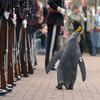 軍隊で出世した８匹の動物たち