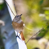 皆大好き！漂鳥＂ルリビタキ＂と今季活躍の兆し冬鳥＂クロジ＂　　　　野鳥撮影《第522回》