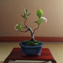 ～小品盆栽の時間～