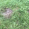 昔の家の跡地にイノシシが来ているみたいです