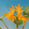 Guarianthe aurantiaca `Golden Dew'  